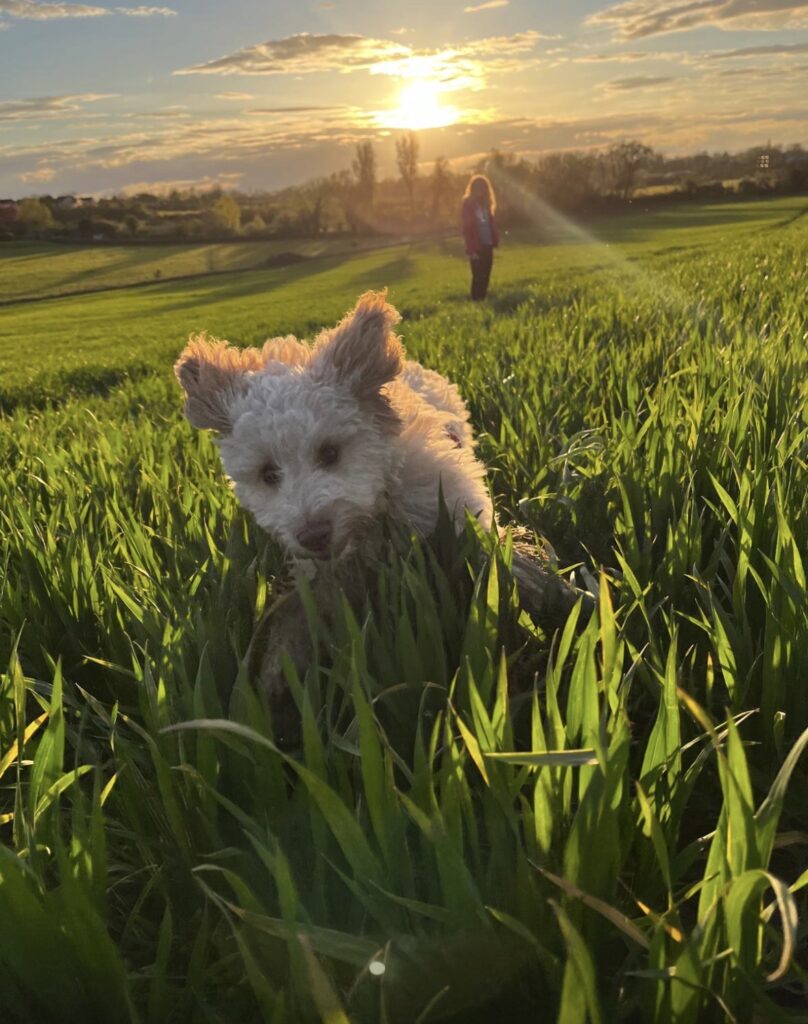 Hetty, Cockapoo, Dog, Puppy, A cockapoo puppy runs through long grass at sunset with the silhouette of a woman in the background