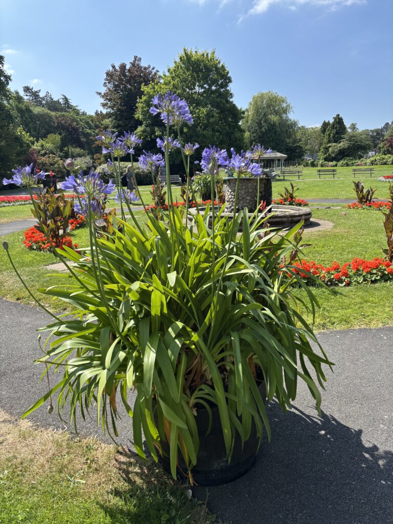 Flowers, Park, Harrogate, A park with a tall plant with blue flowers in the foreground and small red flowers in the background in front of trees and a blue sky