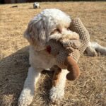 Silent Sunday, My Sunday Photo, Cockapoo, Dog, Hetty, Garden, A golden cockapoo dog lies with her head up on scorched yellow grass holding a brown reindeer toy in her mouth