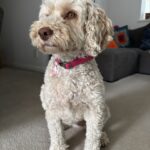 Hetty, Cockapoo, Dog, Silent Sunday, My Sunday Photo, A golden cockapoo dog with a brown nose in a bright pink collar sits on a grey carpet