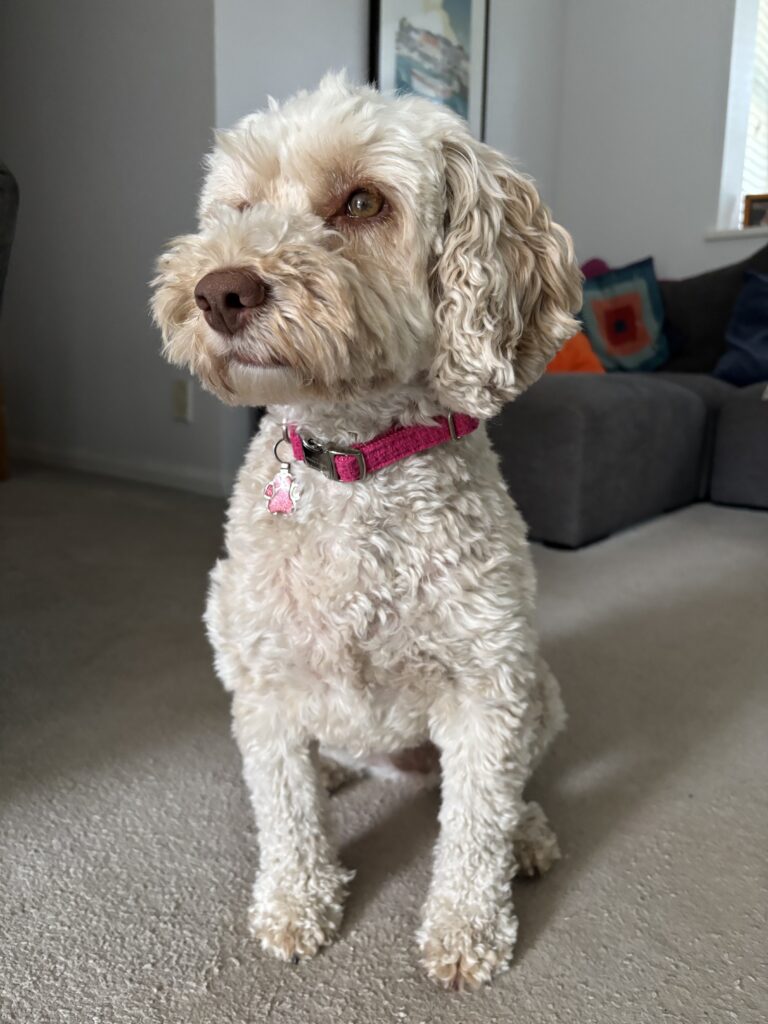Hetty, Cockapoo, Dog, Silent Sunday, My Sunday Photo, A golden cockapoo dog with a brown nose in a bright pink collar sits on a grey carpet