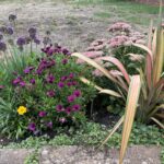 Silent Sunday, My Sunday Photo, Garden, Autumn, Plants, A variety of flowers with purple pink and yellow flowers with scorched grass in the background