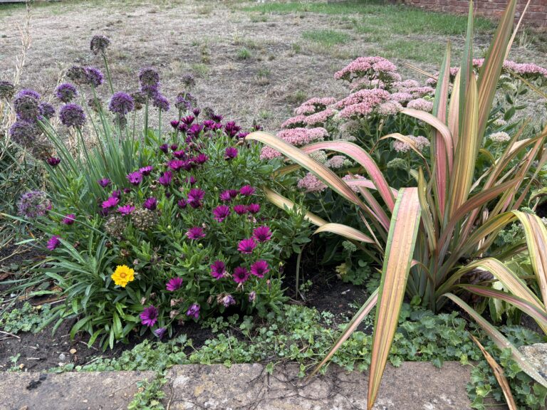 Silent Sunday, My Sunday Photo, Garden, Autumn, Plants, A variety of flowers with purple pink and yellow flowers with scorched grass in the background