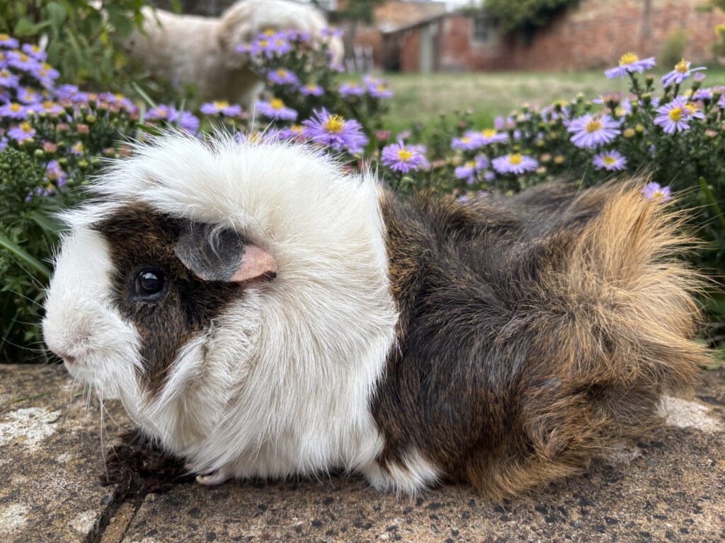 Guinea pig, Zebedee, Garden, Silent Sunday, My Sunday Photo, A white and brown guinea pig sits in front of purple daisy-like flowers with a golden cockapoo dog just visible in the background