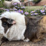 Guinea pig, Zebedee, Garden, Silent Sunday, My Sunday Photo, A white and brown guinea pig sits in front of purple daisy-like flowers with a golden cockapoo dog just visible in the background