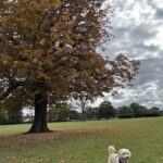 Hetty, Autumn, Cockapoo, Autumn leaves, Silent Sunday, My Sunday Photo, A golden cockapoo dog stands on the grass n the foreground with a large tree covered in orange leaves in the background and orange leaves on the grass with more trees in the distance against a cloudy sky