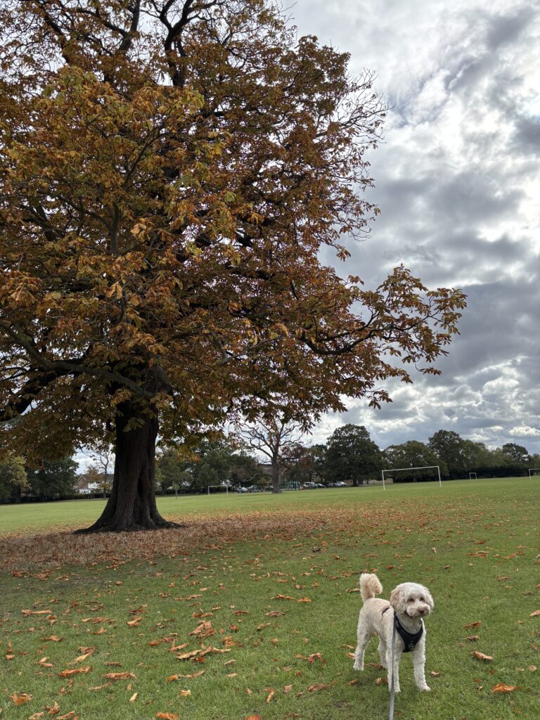Hetty, Autumn, Cockapoo, Autumn leaves, Silent Sunday, My Sunday Photo, A golden cockapoo dog stands on the grass n the foreground with a large tree covered in orange leaves in the background and orange leaves on the grass with more trees in the distance against a cloudy sky